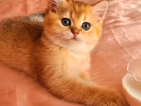 Britaniya Şinşilla (Golden/Blue eyes) balası - Cins: Britaniya — الصورة 5