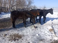 Hengst, Yakutian horse — Foto 2