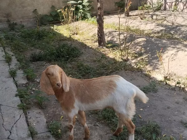Ziege, Beetal goats — Kirgisistan