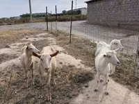 عنزة, Saanen goat — الصورة 6