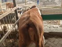 公牛, Simmental cattle — 照片 7