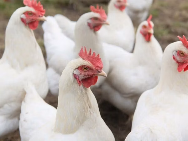 Chickens — Kirgisistan