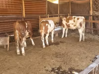 Buqa, Simmental cattle — 4-rasm