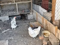 Chickens — photo 3