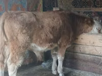 Bulle, Simmental cattle — Foto 4