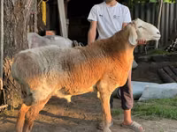 Widder, Arashan sheep — Foto 6