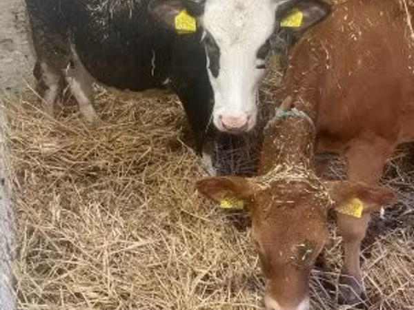 Kuh, Holstein-Rasse