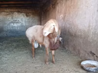 Ram, Edilbay sheep — photo 7
