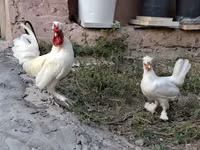 Chickens — 5-сурет