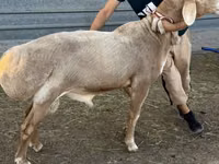 Carnero, Edilbay sheep — foto 4