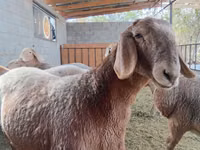 Qoʻy, Arashan sheep — 4-rasm