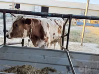 गाय, Simmental cattle — फ़ोटो 3