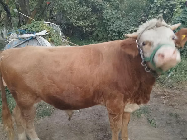 公牛, Swiss cattle — 哈萨克斯坦