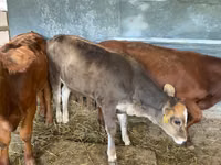 母牛, Alatau breed — 照片 3