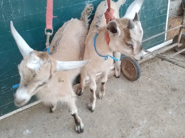 Ziegen (Partie, Geschlecht nicht angegeben), Alpine goat