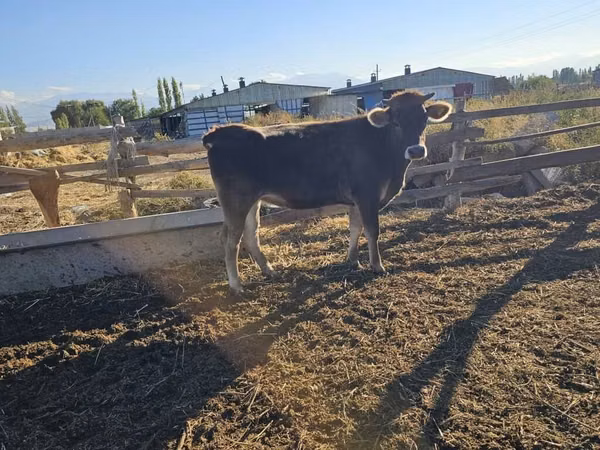 Kuh, Swiss cattle