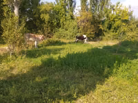 Vaca, Ganado vacuno — foto 4