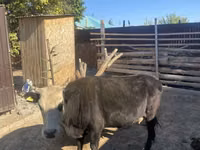 गाय, Latvian Blue cattle — फ़ोटो 3
