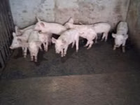 Eber, Schweine — Foto 5