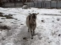 Эчки, Альпийская эчки — сүрөт 3