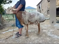 كبش, Hissar sheep — الصورة 1