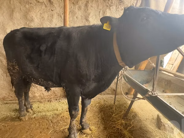 公牛, Aberdeen-Angus — 乌兹别克斯坦