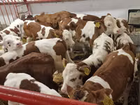 أبقار (دفعة، الجنس غير محدد), Simmental cattle — الصورة 2