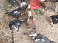 Chickens — 8-сурет