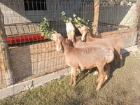 Қой, Arashan sheep — 3-сурет