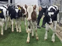 Rinder (Partie, Geschlecht nicht angegeben), Simmental cattle — Foto 2