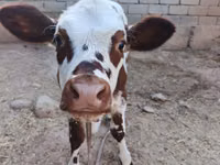 Kuh, Simmental cattle — Foto 4