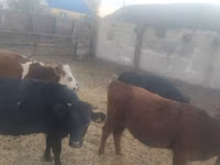 母牛, Cattle — 照片 1