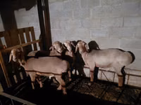 Oveja, Arashan sheep — foto 1
