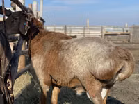 Widder, Arashan sheep — Foto 2