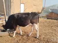 بقرة, Simmental cattle — الصورة 5