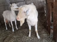 Goat, Saanen goat — photo 3