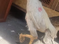 Chickens — 4-сурет