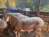 Widder, Arashan sheep — Foto 8
