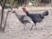 Turkeys — 8-сурет