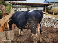 Bull, Cattle — photo 4