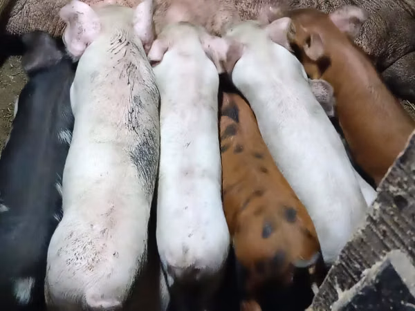 Schweine (Partie, Geschlecht nicht angegeben), Schweine — Kasachstan