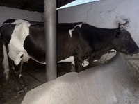 母牛, Russian Black pied cattle — 照片 2