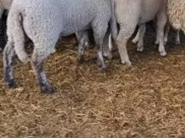 Schafe (Partie, Geschlecht nicht angegeben), Schafe
