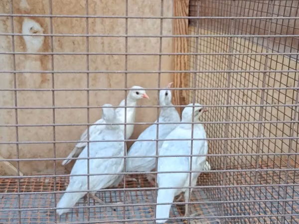 Quails