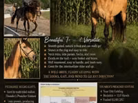 Hengst, Rocky Mountain Horse — Foto 1