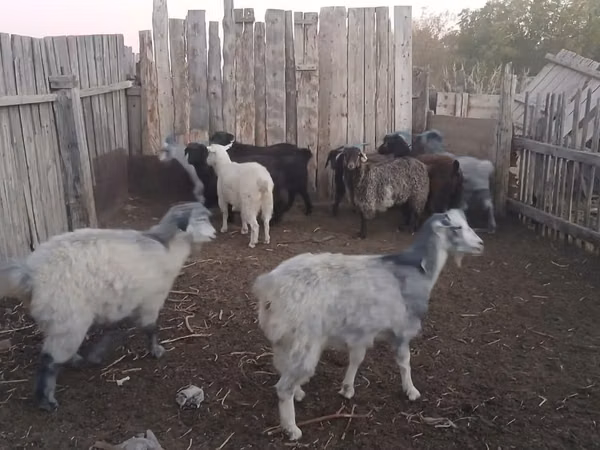 母山羊, Goats — 哈萨克斯坦