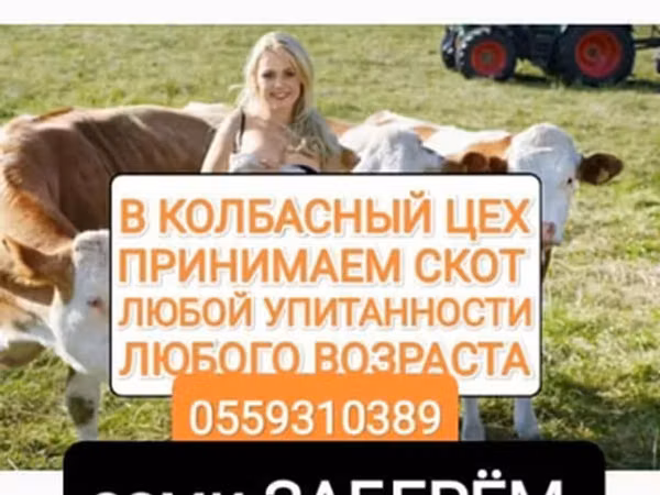 Букачар, Сиырлар