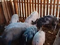 公猪, Pigs — 照片 1