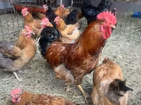 Chickens — Foto 1