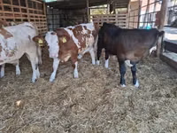 सांड, Simmental cattle — फ़ोटो 5